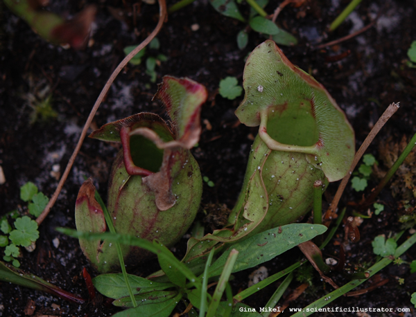 Pitcher Plant