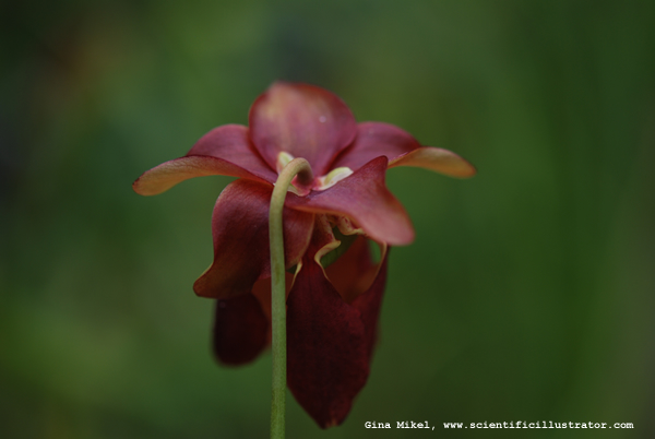 Pitcher Plant