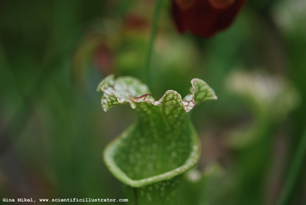 Pitcher Plant