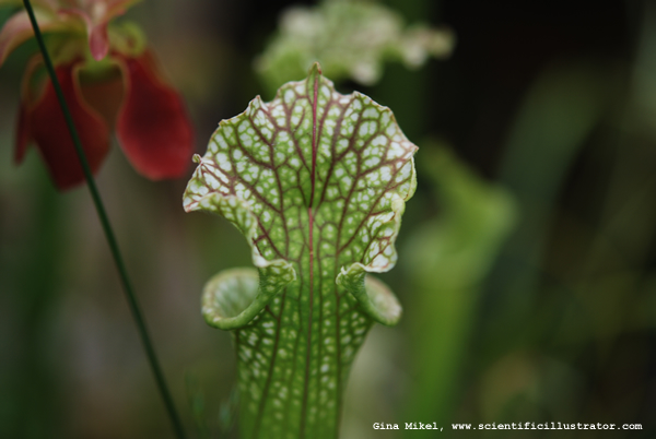 Pitcher Plant