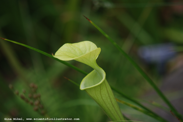 Pitcher Plant