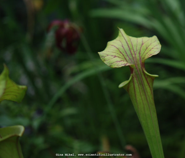 Pitcher Plant
