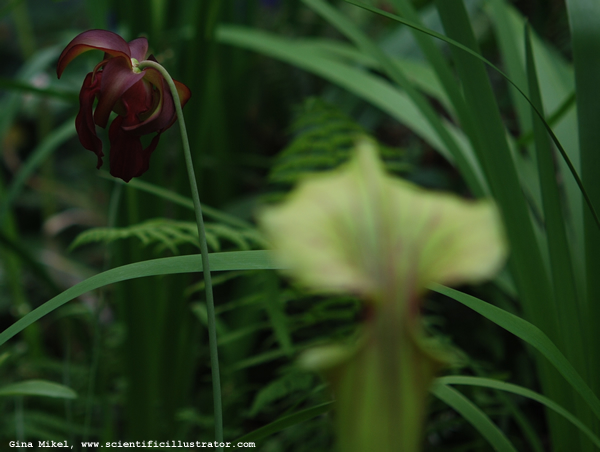 Pitcher Plant
