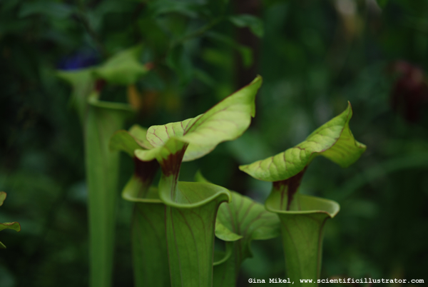 Pitcher Plant