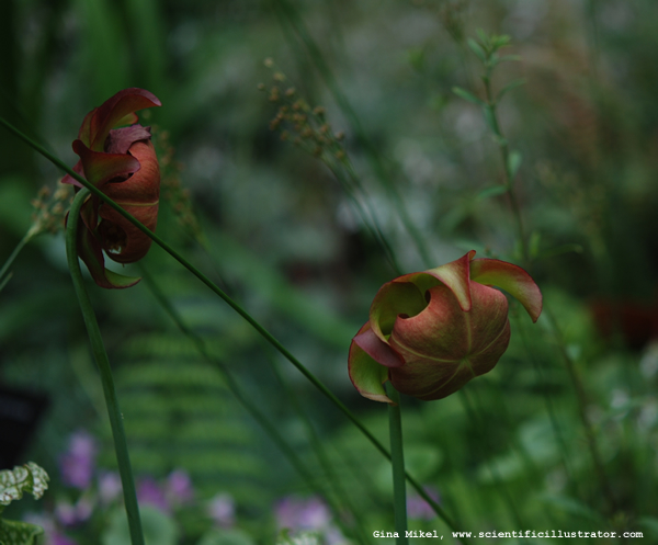 Pitcher Plant