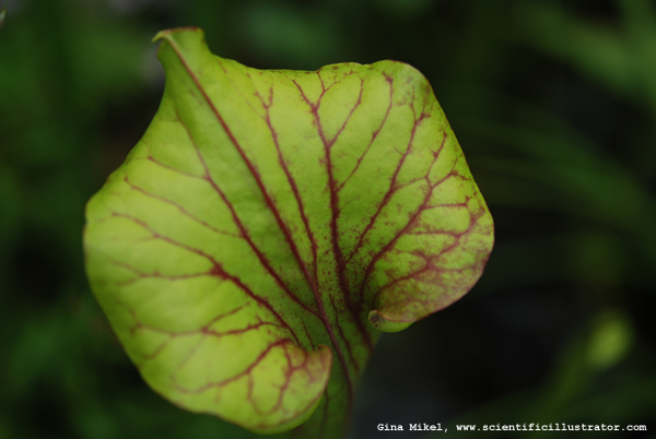 Pitcher Plant