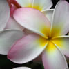 Plumeria