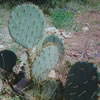 Prickly Pear Cactus