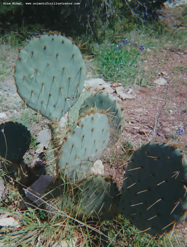 Prickly Pear Cactus