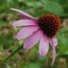 Purple Cone Flower