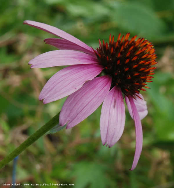 Purple Cone Flower