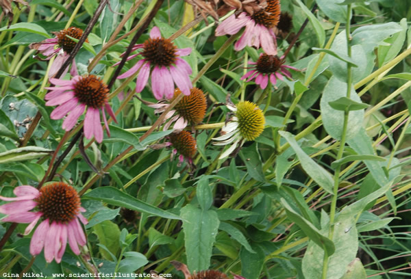 Purple Cone Flower