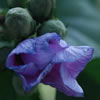 Rose of Sharon