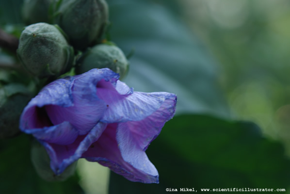 Rose of Sharon