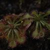 Sundew