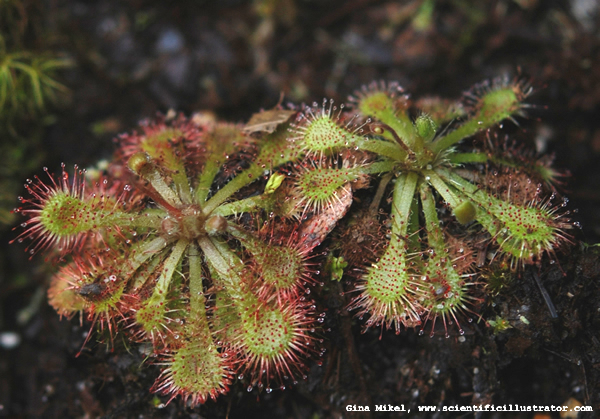 Sundew