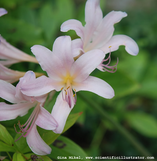 Surprise Lilies