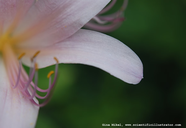 Surprise Lilies