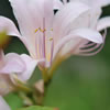 Surprise Lilies