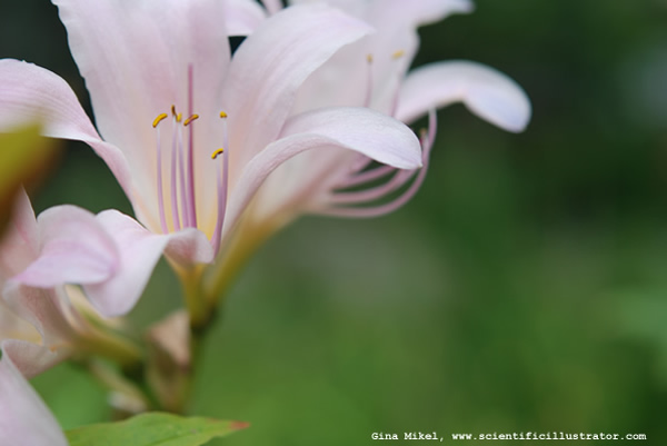 Surprise Lilies