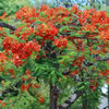 Royal Poinciana