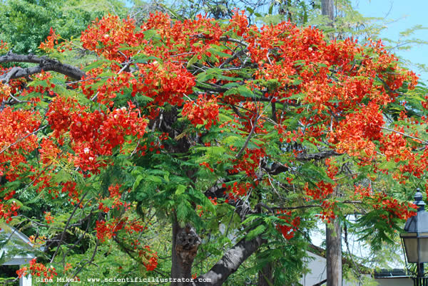 Royal Poinciana