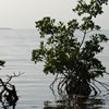 Mangrove Tree