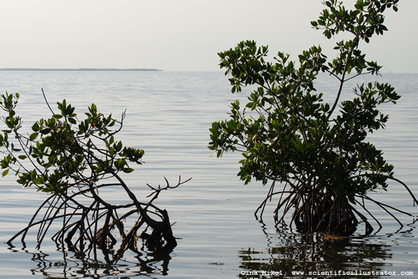 Mangrove Trees