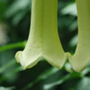 Trumpet Flower