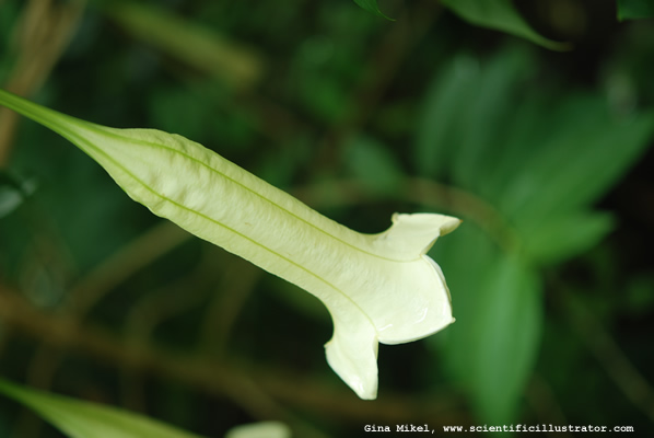 Trumpet Flower