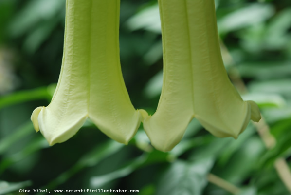 Trumpet Flower