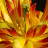 Tulip
