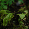 Venus Fly Trap