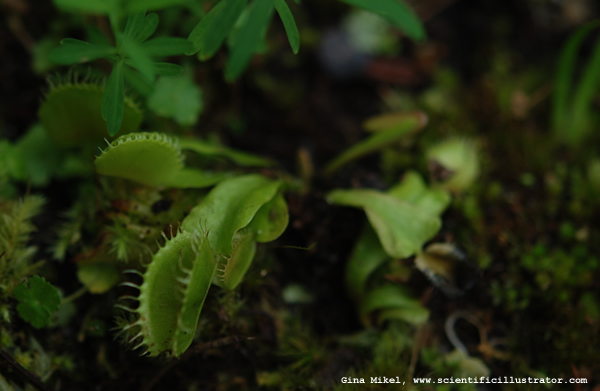 Venus Fly Trap