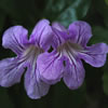 Violet Trumpet Vine