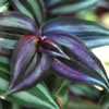Wandering Jew