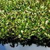 Water Hyacinth