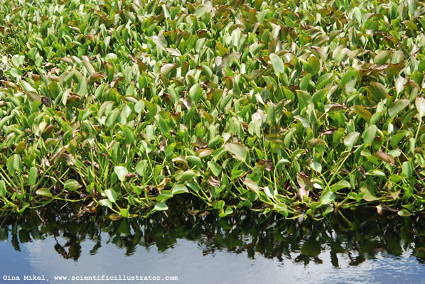 Water Hyacinth