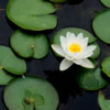 White Water Lily