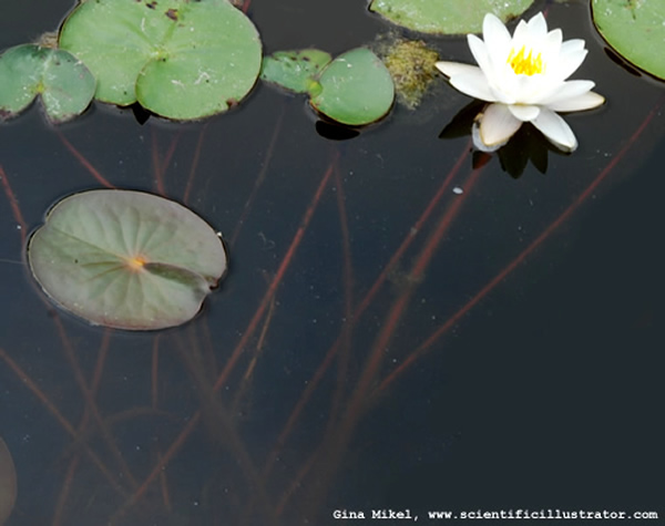 White Water Lily