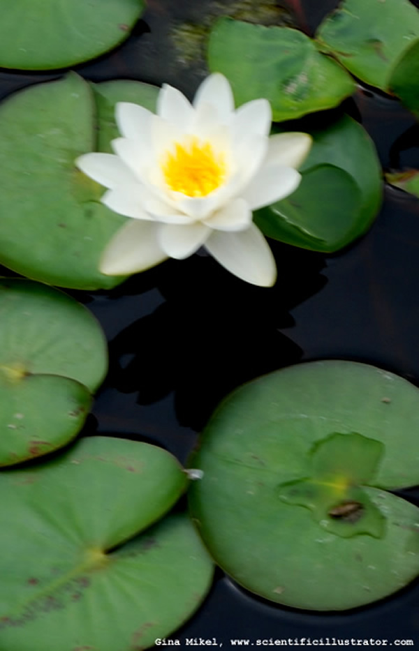 White Water Lily