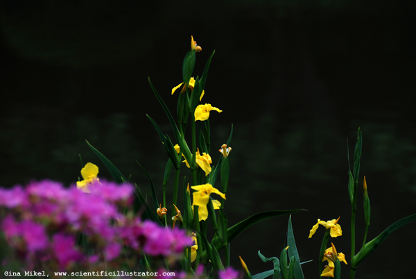 Yellow Irises