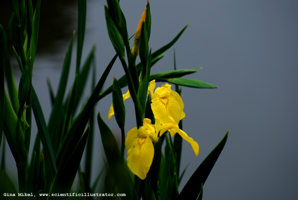 Yellow Irises
