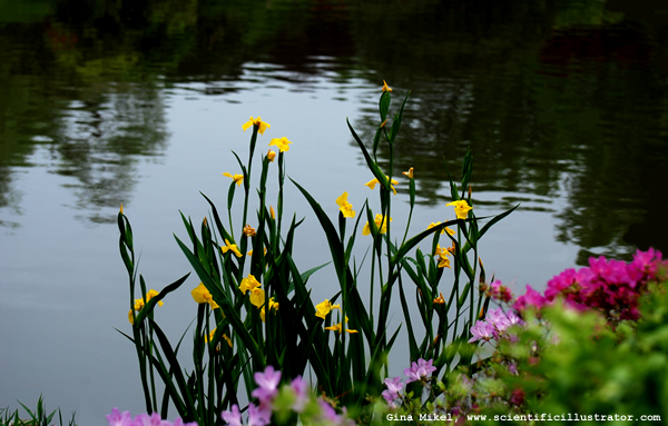 Yellow Irises