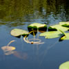 Yellow Water Lily