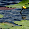 Yellow Water Lily