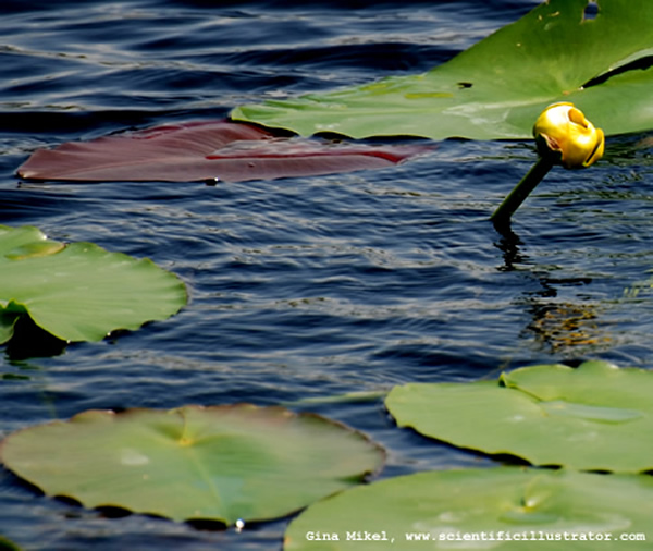 Yellow Water Lilies