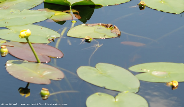 Yellow Water Lilies
