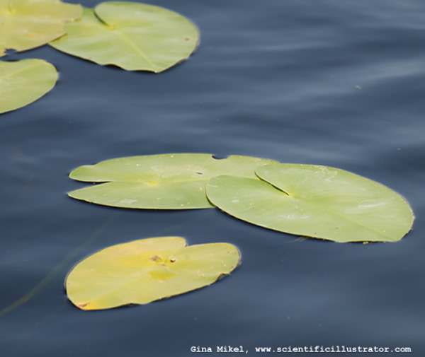 Yellow Water Lilies