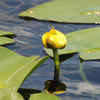 Yellow Water Lily